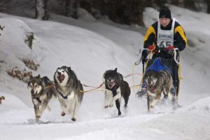 Schlittenhunderennen im Thüringer Wald