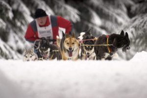 Schlittenhunderennen im Thüringer Wald