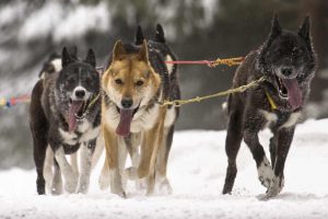 Schlittenhunderennen im Thüringer Wald