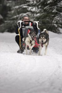 Schlittenhunderennen im Thüringer Wald