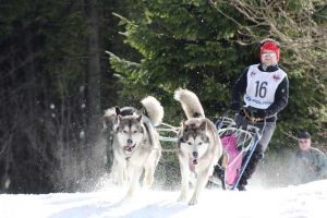 Schlittenhunderennen im Thüringer Wald