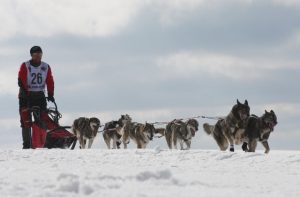 Schlittenhunderennen im Thüringer Wald