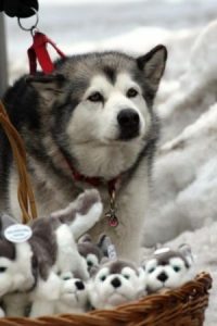 Schlittenhunderennen im Thüringer Wald