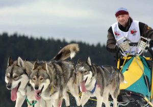 Schlittenhunderennen im Thüringer Wald