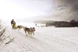 Schlittenhunderennen im Thüringer Wald