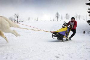 Schlittenhunderennen im Thüringer Wald