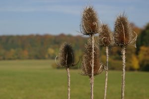 Nationalpark Hainich