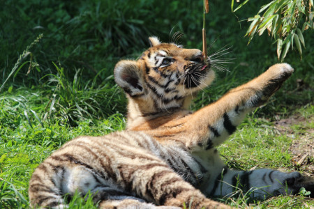 Meine liebsten Tierfotos