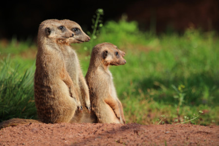 Meine liebsten Tierfotos