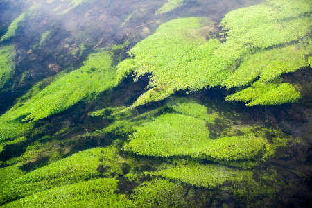 Foto: Mark Poltermann Natur & Mensch am Dreibrunnenbad in Erfurt