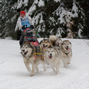 Schlittenhunderennen in Frauenwald