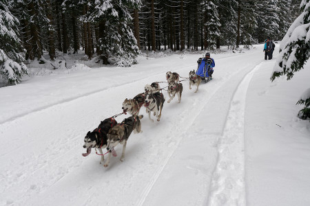 Schlittenhunderennen in Frauenwald