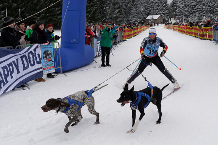 Schlittenhunderennen in Frauenwald