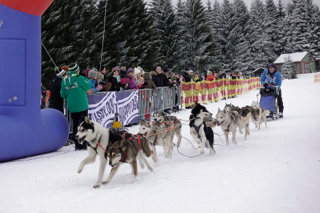 Schlittenhunderennen in Frauenwald