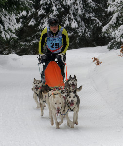 Schlittenhunderennen in Frauenwald