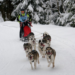 Schlittenhunderennen in Frauenwald