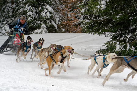 Schlittenhunderennen in Frauenwald