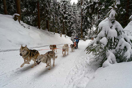 Schlittenhunderennen in Frauenwald