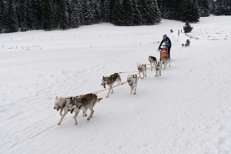 Schlittenhunderennen in Frauenwald