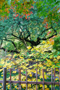 Herbst im Japanischen Garten