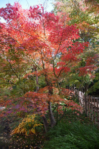 Herbst im Japanischen Garten