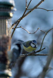 Themenfotografie Januar 2025